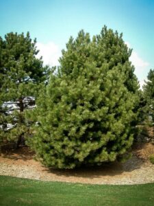 Сосна Чёрная (Pinus Nigra) купить по цене от 270.00р. в интернет-магазине «Посадика» с доставкой почтой в в Бийске и по всей России – [изображение №1].