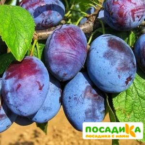 Слива Чачакская ранняя купить по цене от 229.00р. в интернет-магазине «Посадика» с доставкой почтой в в Бийске и по всей России – [изображение №1].