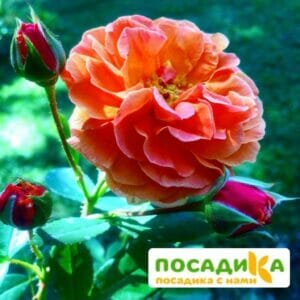 Роза Арабия купить по цене от 350.00р. в интернет-магазине «Посадика» с доставкой почтой в в Бийске и по всей России – [изображение №1].