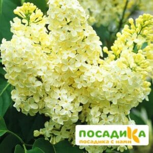 Сирень Примроуз (Primrose) купить по цене от 529.00р. в интернет-магазине «Посадика» с доставкой почтой в в Бийске и по всей России – [изображение №1].