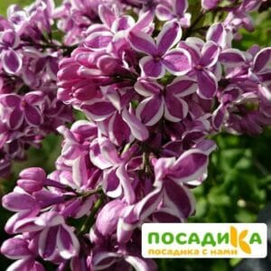 Сирень Сенсация купить по цене от 529.00р. в интернет-магазине «Посадика» с доставкой почтой в в Бийске и по всей России – [изображение №1].