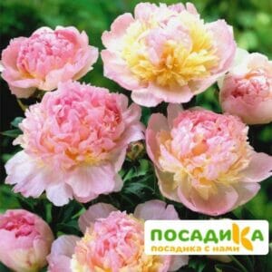 Пион Распберри Сандей (Paeonia Raspberry Sundae) купить по цене от 959р. в интернет-магазине «Посадика» с доставкой почтой в в Бийске и по всей России – [изображение №1].