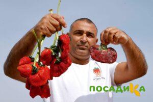 Клубника Гигант Джорнея купить по цене от 266р. в интернет-магазине «Посадика» с доставкой почтой в в Бийске и по всей России – [изображение №1].