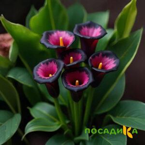 Калла Аура Лейс купить по цене от 400р. в интернет-магазине «Посадика» с доставкой почтой в в Бийске и по всей России – [изображение №1].