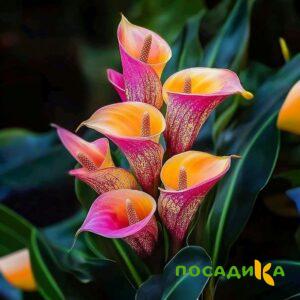 Калла Оникс купить по цене от 450р. в интернет-магазине «Посадика» с доставкой почтой в в Бийске и по всей России – [изображение №1].