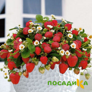 Клубника Рубиновый Шепот (горшечная) купить по цене от 240р. в интернет-магазине «Посадика» с доставкой почтой в в Бийске и по всей России – [изображение №1].