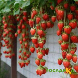 Клубника вьющаяся Комплимент купить по цене от 470р. в интернет-магазине «Посадика» с доставкой почтой в в Бийске и по всей России – [изображение №1].