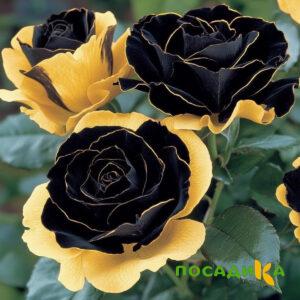 Роза Ханни Сикл купить по цене от 700р. в интернет-магазине «Посадика» с доставкой почтой в в Бийске и по всей России – [изображение №1].