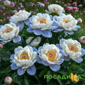 Пион акварельный Этюд купить по цене от 806р. в интернет-магазине «Посадика» с доставкой почтой в в Бийске и по всей России – [изображение №1].