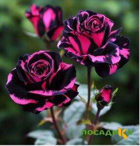 Роза Багровый Шепот купить по цене от 366р. в интернет-магазине «Посадика» с доставкой почтой в в Бийске и по всей России – [изображение №1].