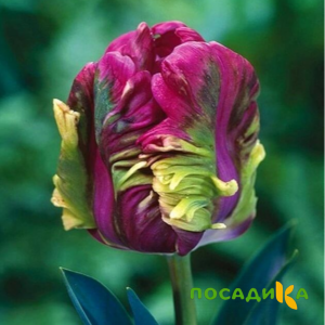 Тюльпан Экзотик Хэвен купить по цене от 186р. в интернет-магазине «Посадика» с доставкой почтой в в Бийске и по всей России – [изображение №1].