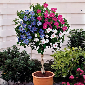 Гибискус-Дерево Триколор купить по цене от 289р. в интернет-магазине «Посадика» с доставкой почтой в в Бийске и по всей России – [изображение №1].