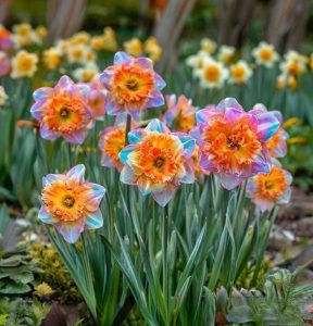 Нарцисс Айвери Дон купить по цене от 3000р. в интернет-магазине «Посадика» с доставкой почтой в в Бийске и по всей России – [изображение №1].