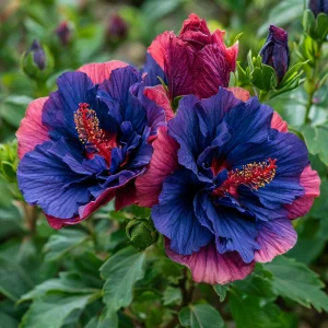 Гибискус Роуз Шайн купить по цене от 360р. в интернет-магазине «Посадика» с доставкой почтой в в Бийске и по всей России – [изображение №1].