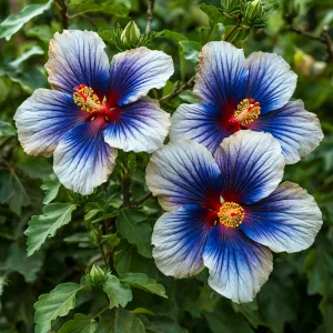 Гибискус Илюжн Вилью купить по цене от 259р. в интернет-магазине «Посадика» с доставкой почтой в в Бийске и по всей России – [изображение №1].