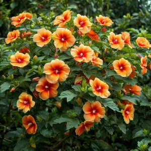 Гибискус Кристал Рэй купить по цене от 458р. в интернет-магазине «Посадика» с доставкой почтой в в Бийске и по всей России – [изображение №1].