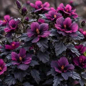 Гибискус Корал Чарм купить по цене от 271р. в интернет-магазине «Посадика» с доставкой почтой в в Бийске и по всей России – [изображение №1].