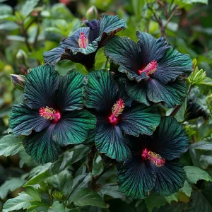 Гибискус Пикок Плюм купить по цене от 490р. в интернет-магазине «Посадика» с доставкой почтой в в Бийске и по всей России – [изображение №1].