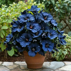 Гибискус Селестиал Флейм купить по цене от 326р. в интернет-магазине «Посадика» с доставкой почтой в в Бийске и по всей России – [изображение №1].