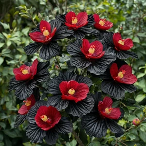 Гибискус Ройял Афеа купить по цене от 460р. в интернет-магазине «Посадика» с доставкой почтой в в Бийске и по всей России – [изображение №1].