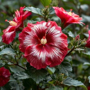 Гибискус Пурпл Мистик купить по цене от 360р. в интернет-магазине «Посадика» с доставкой почтой в в Бийске и по всей России – [изображение №1].