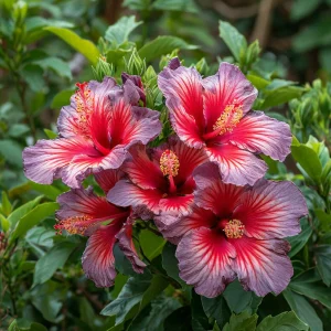 Гибискус Кримсон Флейм купить по цене от 479р. в интернет-магазине «Посадика» с доставкой почтой в в Бийске и по всей России – [изображение №1].