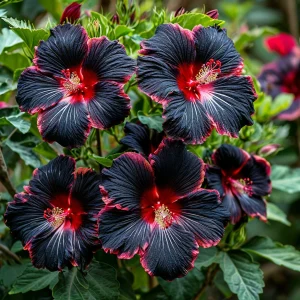 Гибискус садовый Файер Дэнсер купить по цене от 450р. в интернет-магазине «Посадика» с доставкой почтой в в Бийске и по всей России – [изображение №1].