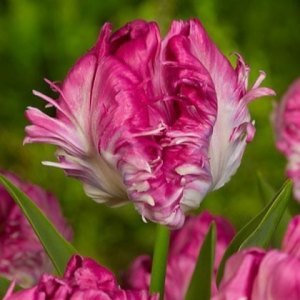 Тюльпан махровый Кул Кристал купить по цене от 400р. в интернет-магазине «Посадика» с доставкой почтой в в Бийске и по всей России – [изображение №1].